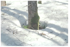 木の周りの穴
