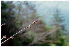 高値桜蕾