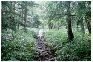 木漏れ日の登山道06.JPG